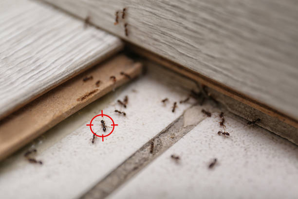 Best Pest Removal Services  in Booneville, AR