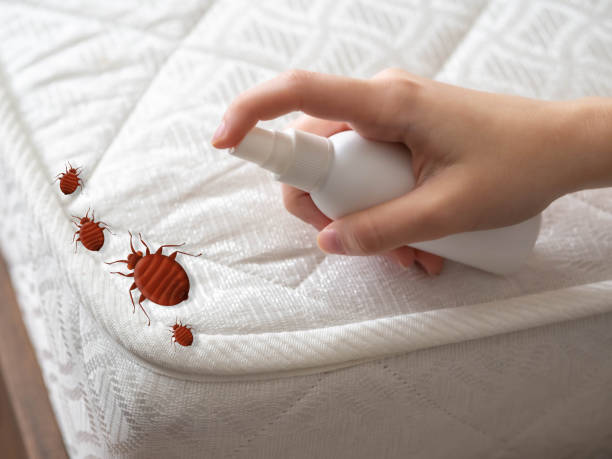 Best Spider Control Near Me  in Booneville, AR