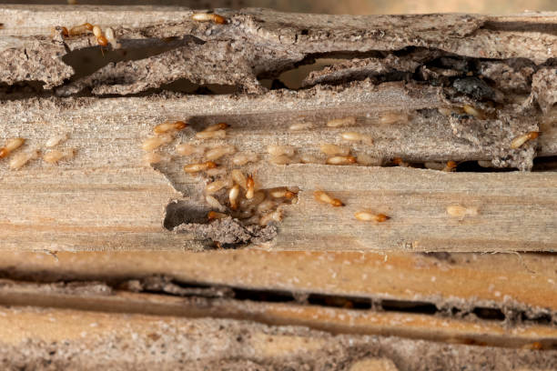 Reliable Booneville, AR Pest Control Solutions